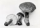 Gyroporus castaneus image