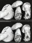 Gyroporus castaneus image