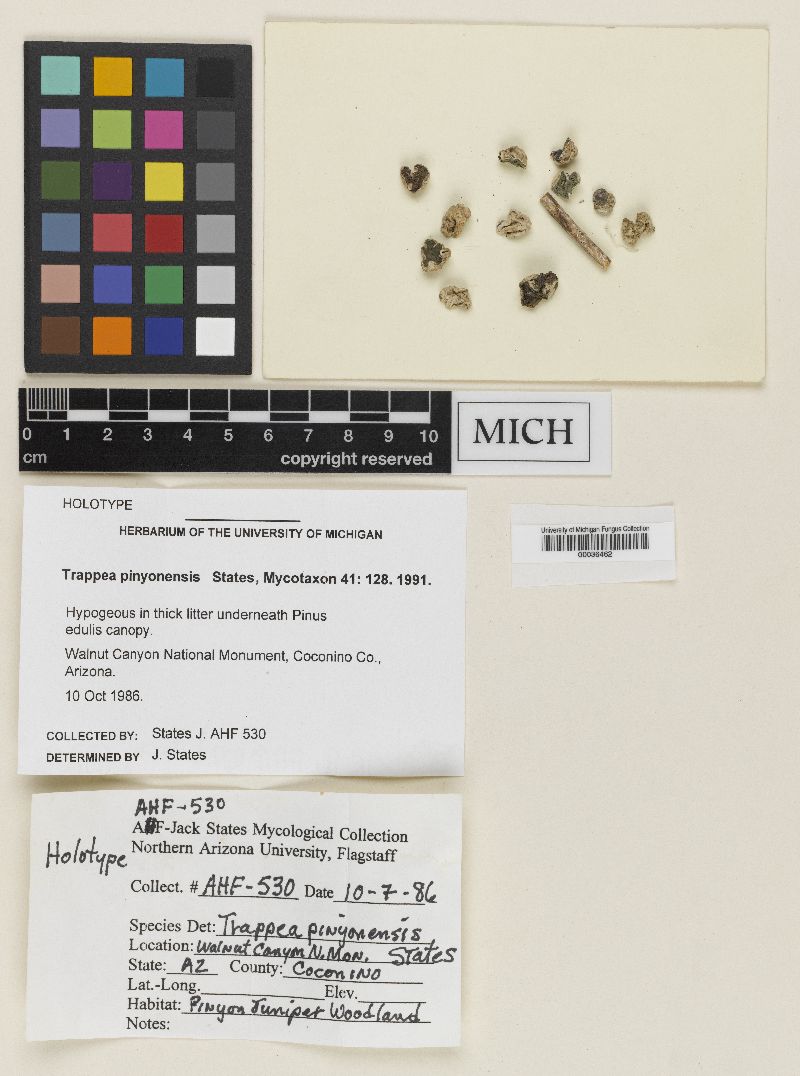 Trappea pinyonensis image