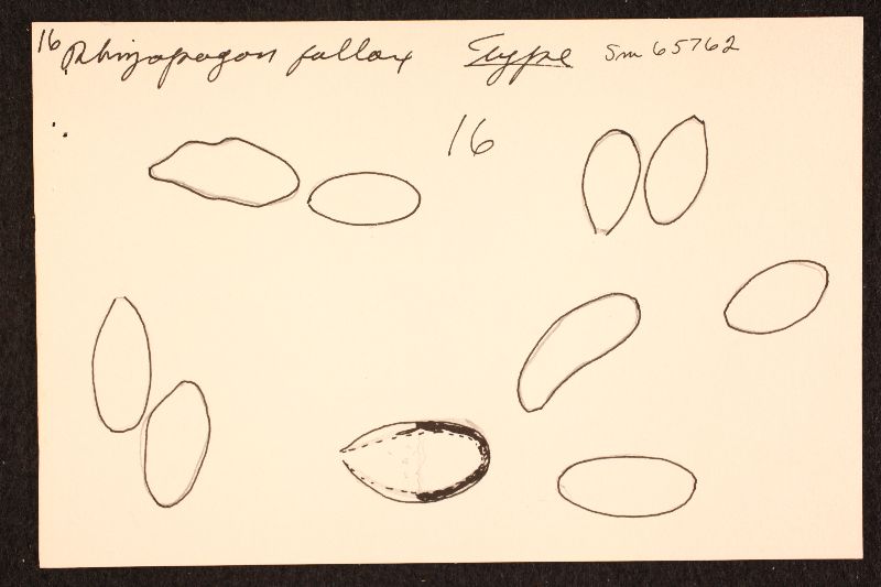 Rhizopogon salebrosus image