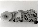 Lactarius quietus image