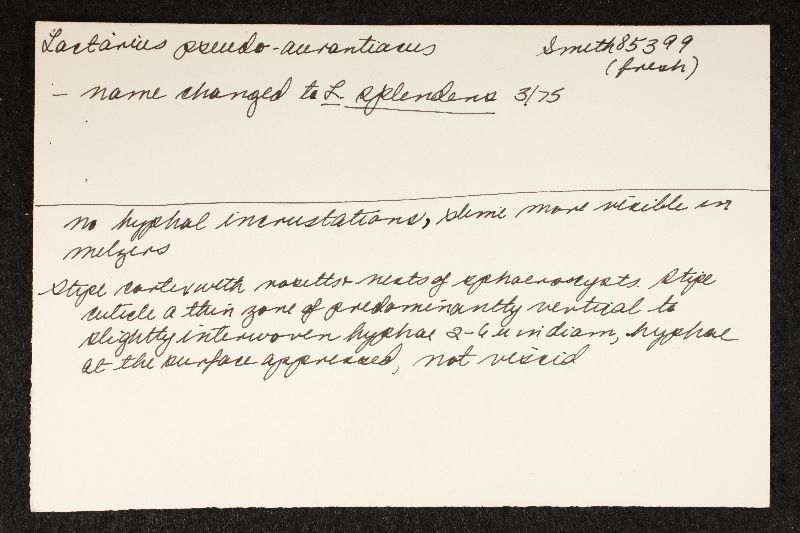 Lactarius splendens image