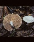 Lactarius subplinthogalus image