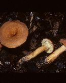 Lactarius volemus image