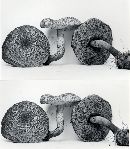 Boletellus chrysenteroides image