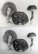 Xanthoconium affine image