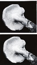 Boletochaete bicolor image