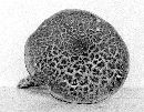 Boletus chrysenteron image
