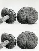 Boletus erythropus image