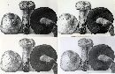 Boletus erythropus image