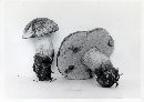 Boletus erythropus image