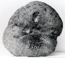 Retiboletus griseus image
