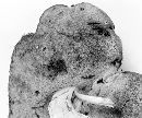 Media resource of Boletus huronensis