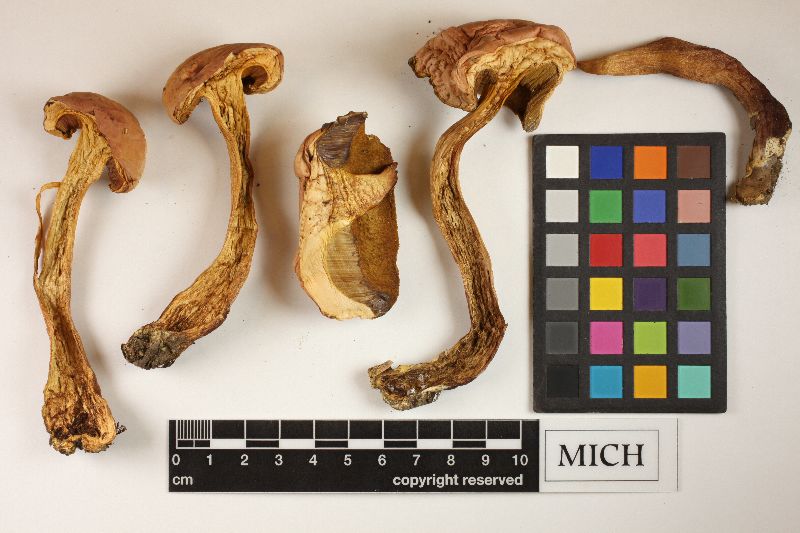 Boletus miniato-pallescens image