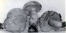 Boletus pallidus image