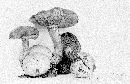 Pseudoboletus parasiticus image