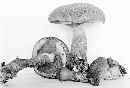 Boletus pseudopeckii image