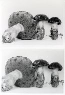 Boletus rufocinnamomeus image