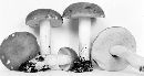 Media resource of Boletus subglabripes