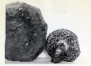 Thumbnail image of current specimen