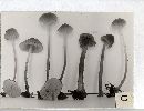 Mycena capillaripes image
