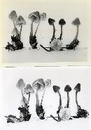 Mycena elegantula image