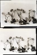 Mycena flavescens image