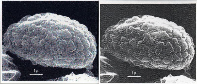 Crepidotus subverrucisporus image