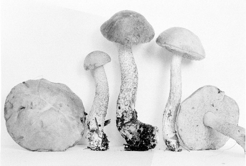 Leccinum subleucophaeum image