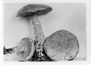 Suillus intermedius image