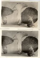 Suillus luteus image
