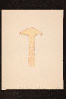 Suillus pictus image