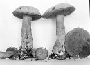 Media resource of Suillus punctipes