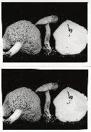 Suillus subaureus image