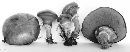 Suillus subluteus image