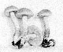 Harrya chromapes image