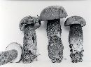 Tylopilus plumbeoviolaceus image