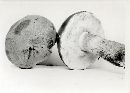 Tylopilus rubrobrunneus image