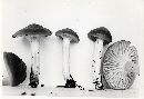 Hygrocybe colemanniana image