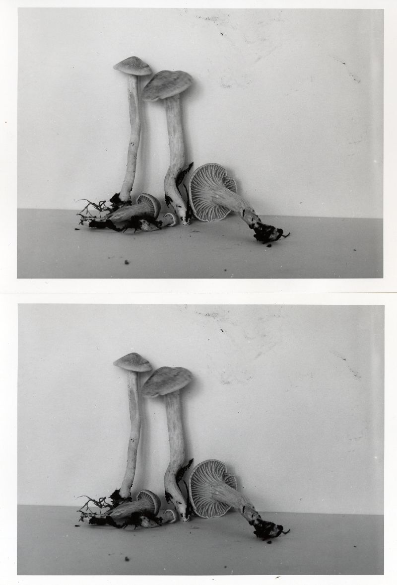 Hygrophorus cremicolor image