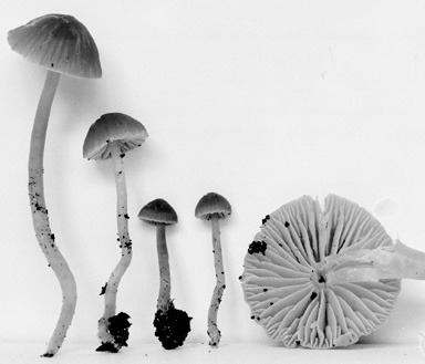 Hygrophorus reai image