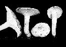 Hygrophorus sordidus image