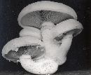 Hemipholiota populnea image