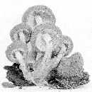 Flammulaster erinaceellus image