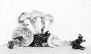 Pholiota lenta image