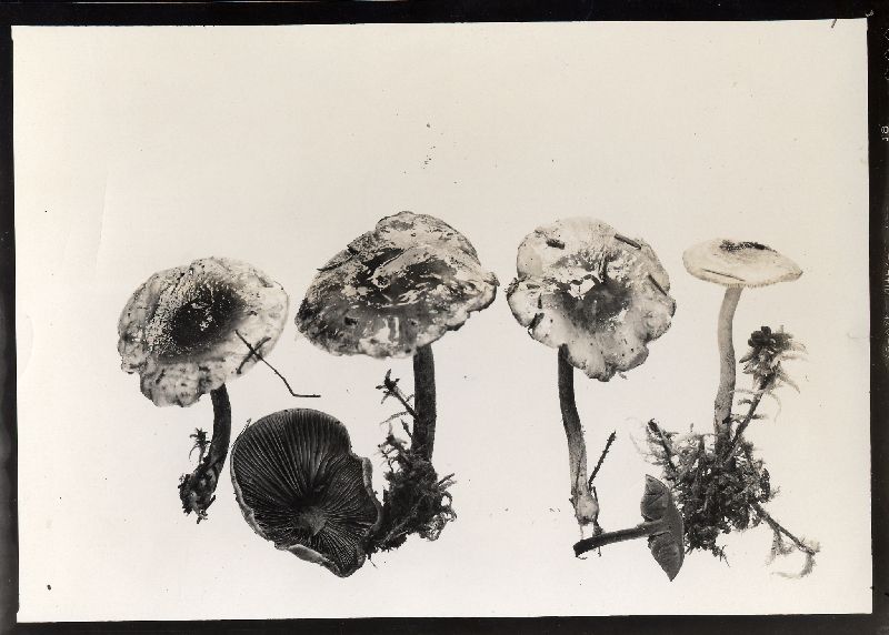 Pholiota paludosella image