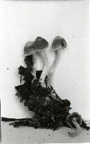 Coprinopsis canoceps image