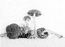 Psathyrella delineata image