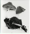 Psathyrella piluliformis image