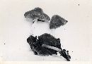 Psathyrella piluliformis image